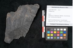 Foto (Objekt + Etikett) von Callipteris sp.  (NHMW-GEO-2024-0188-10921)
